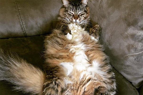 「ダイエットしないと」を英語で言うなら